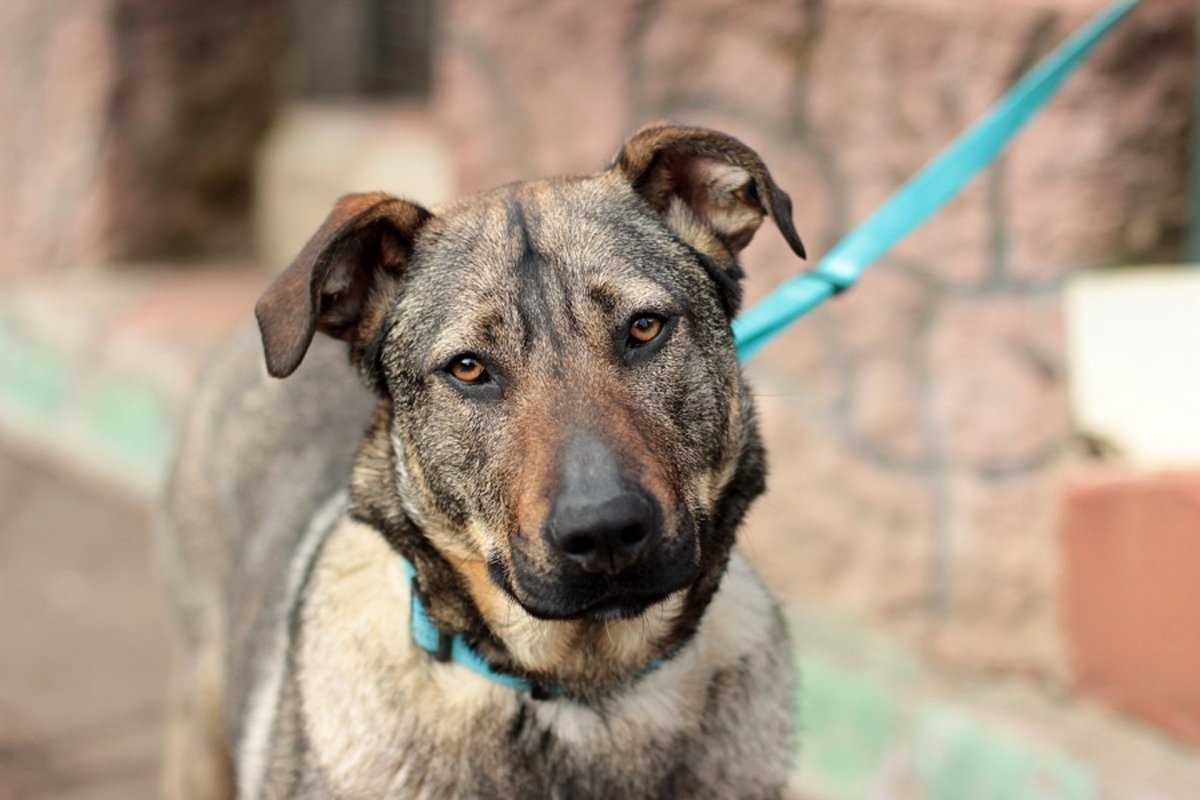 Метисы бордер колли черные