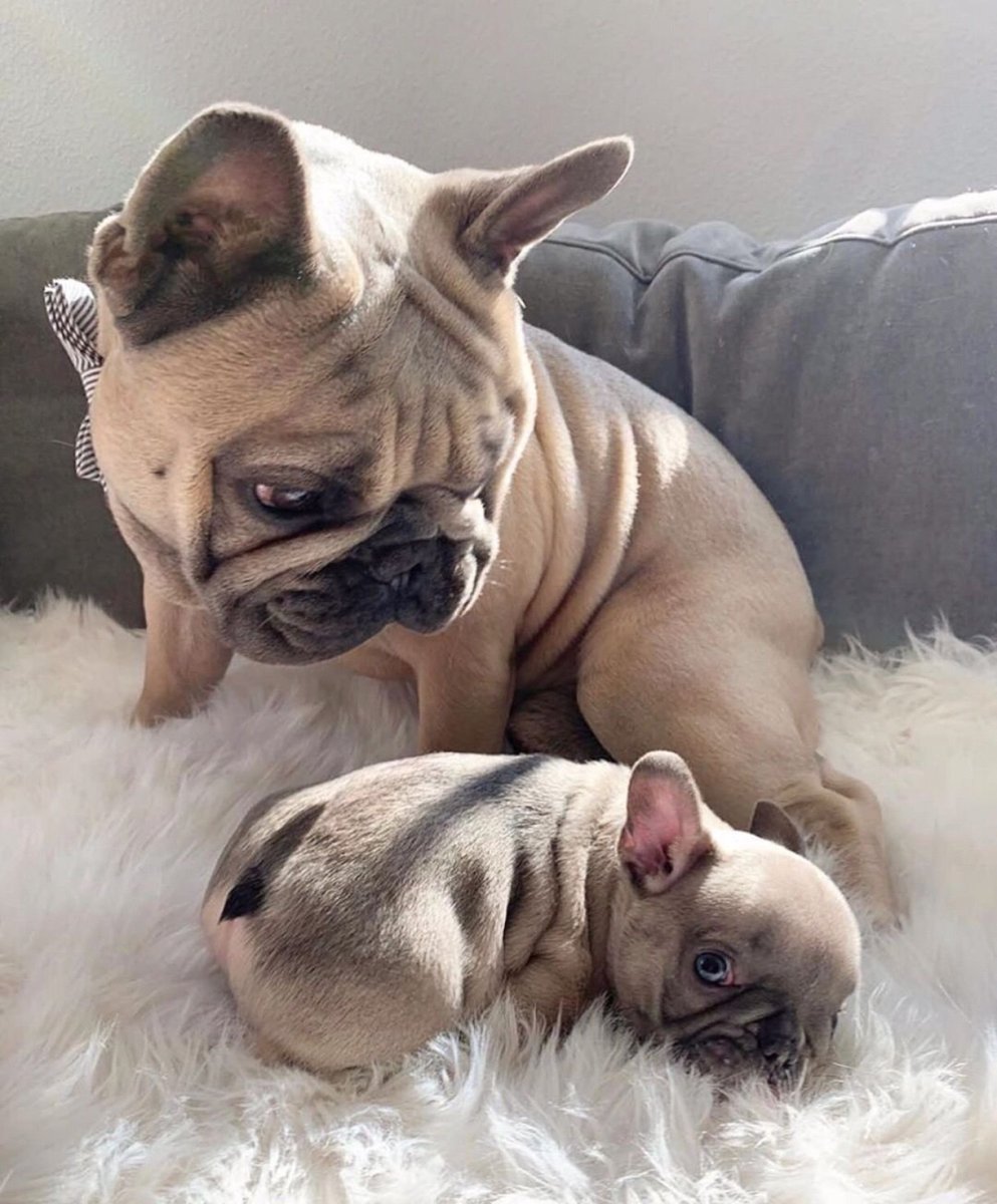 Мопс чих французский бульдог