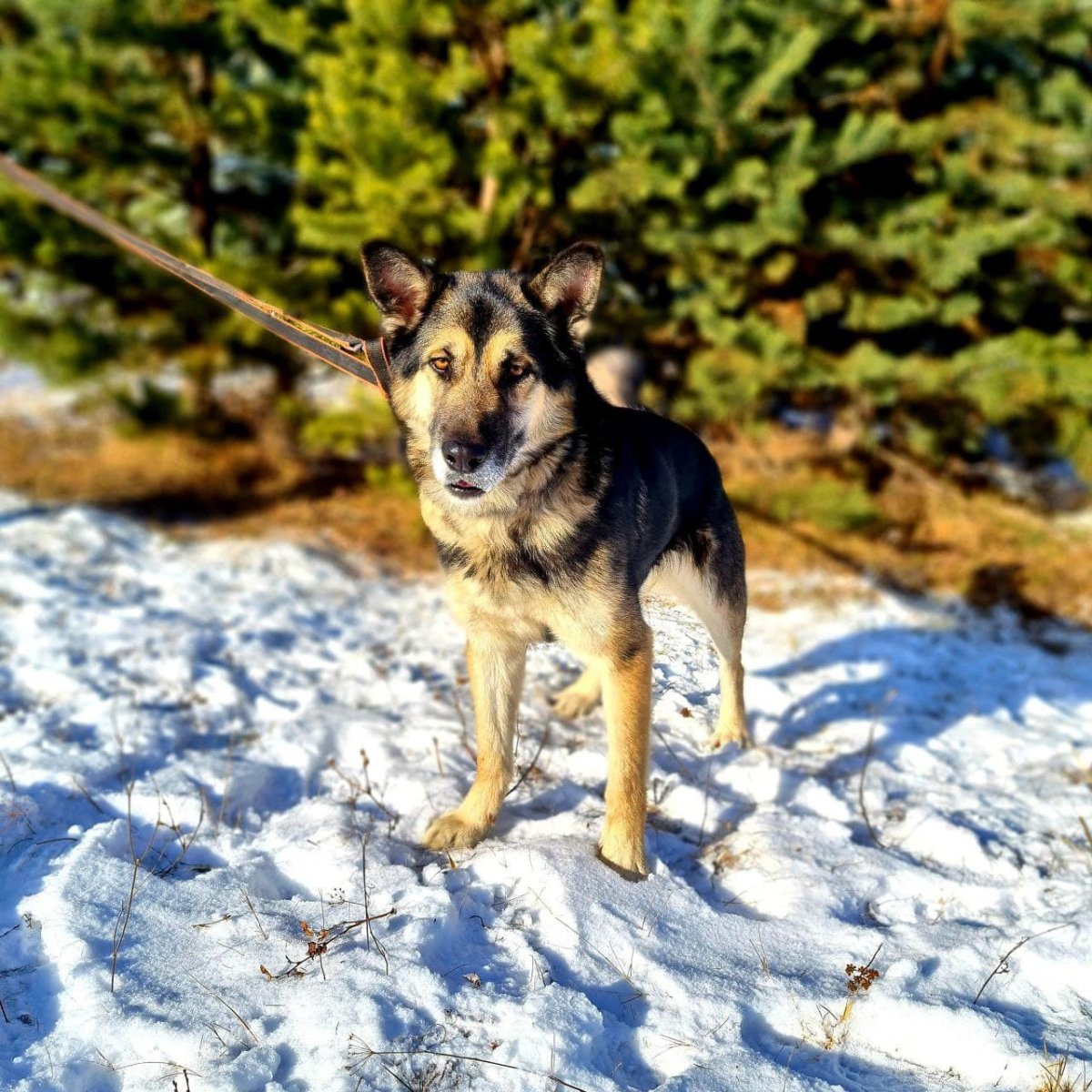Метис аусси и хаски