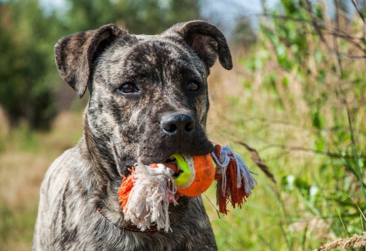 Микро помски хаски