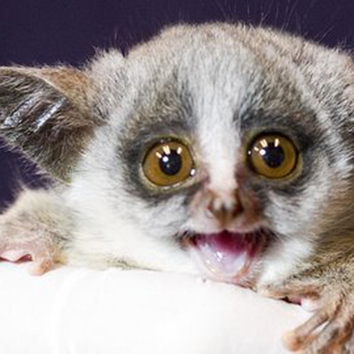 Ночной зверек