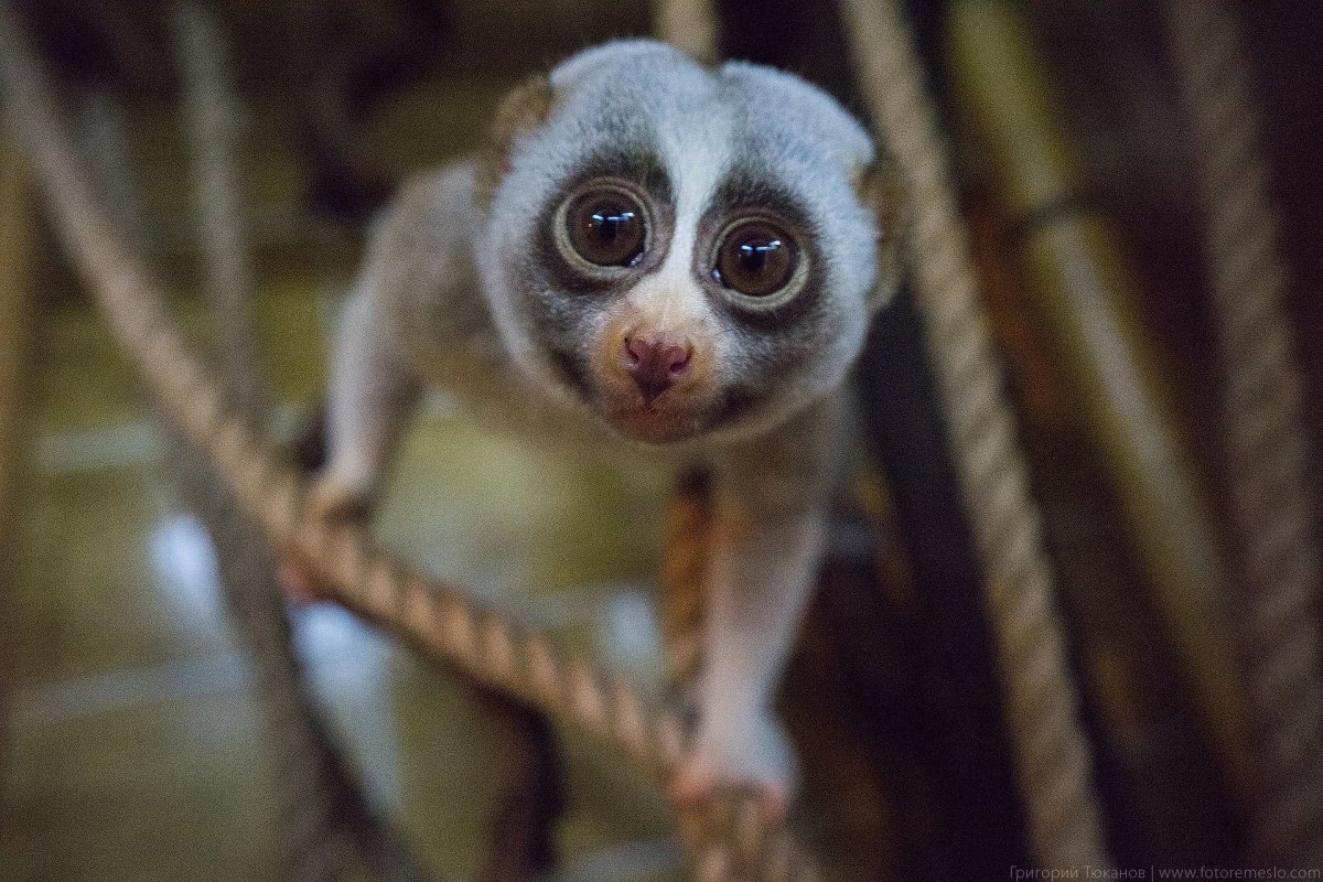 Лемуры, Лори, галаго