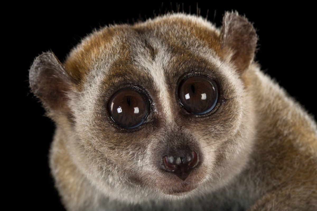 Лемур Лори глаза