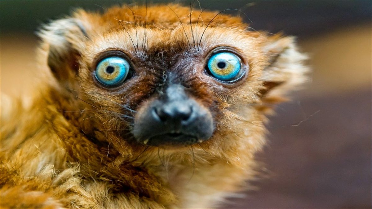 Мадагаскарский Пучеглазый лемур