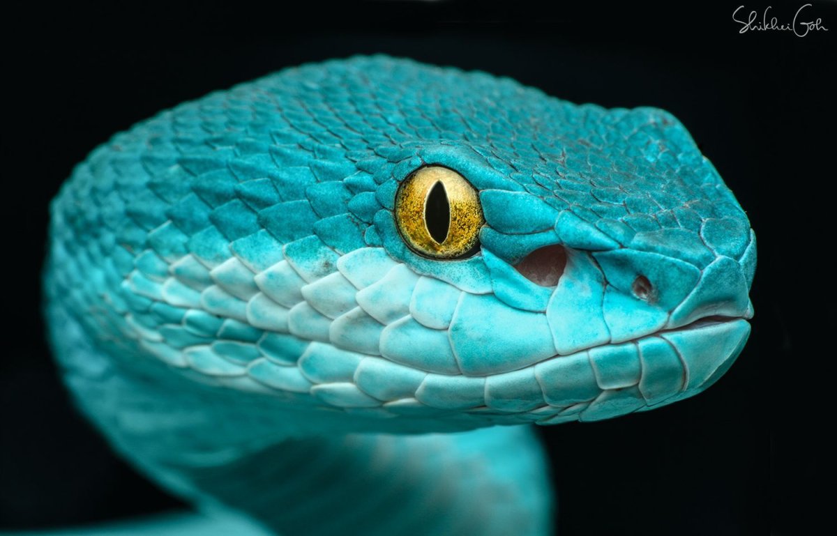 Голубая комодская куфия (Trimeresurus insularis