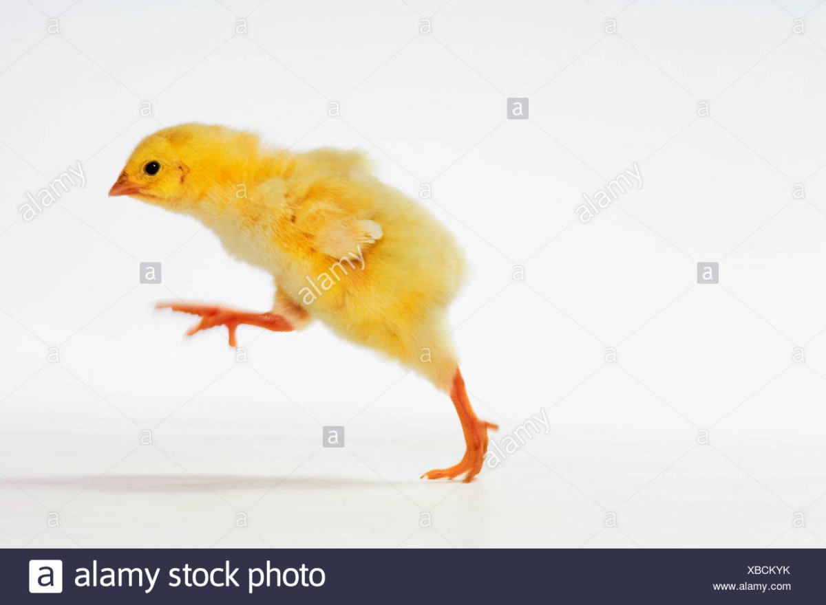 Убегающий цыпленок