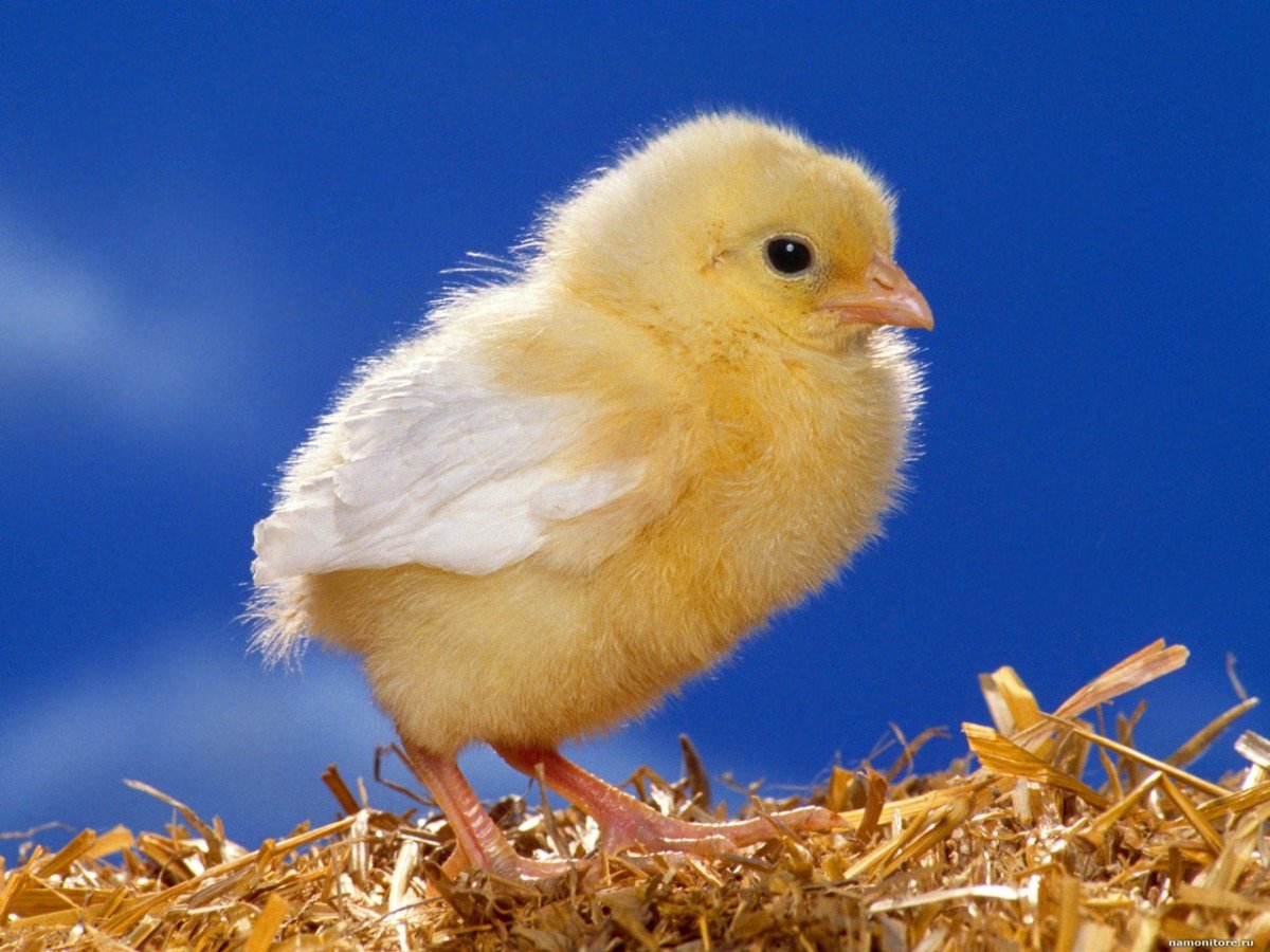 Цыплята Азовский инкубатор