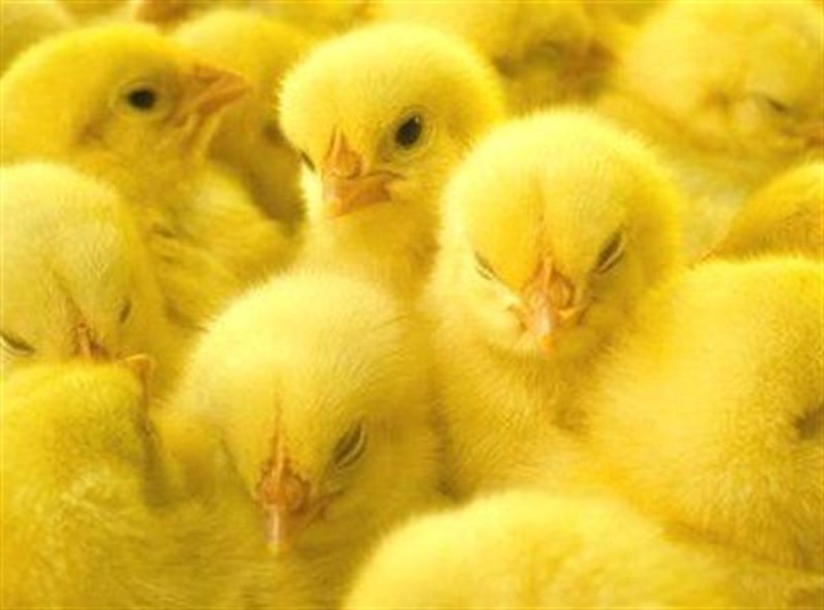 Цвет цыпленка