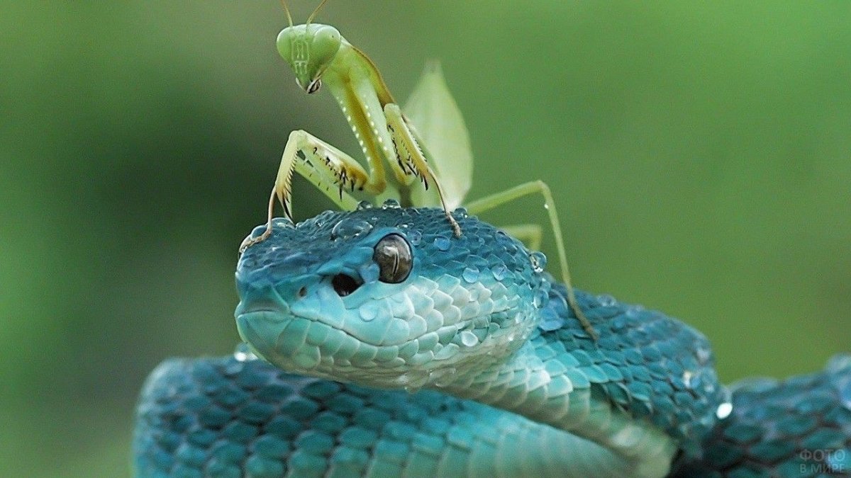 Индиго куфия змея