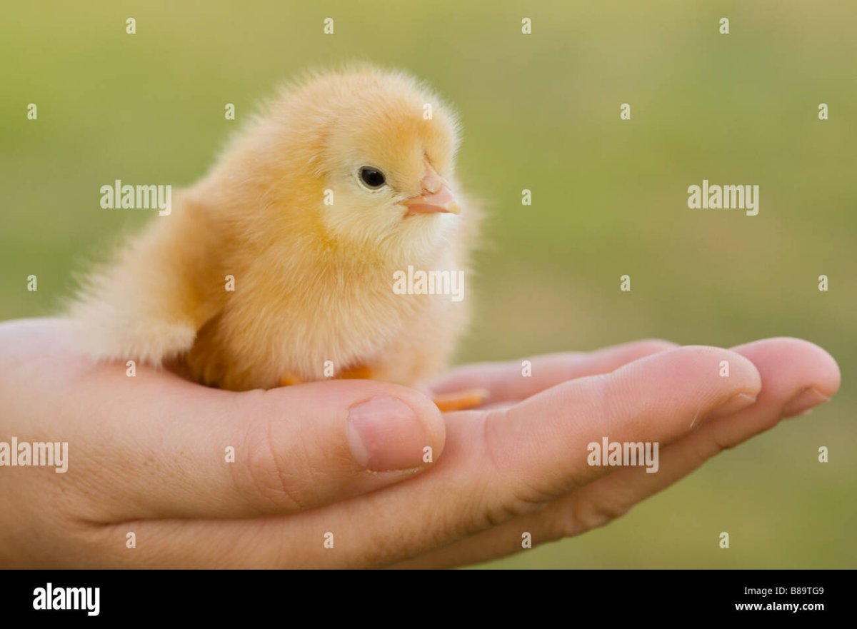 Цыпленок с раскрытыми крыльями