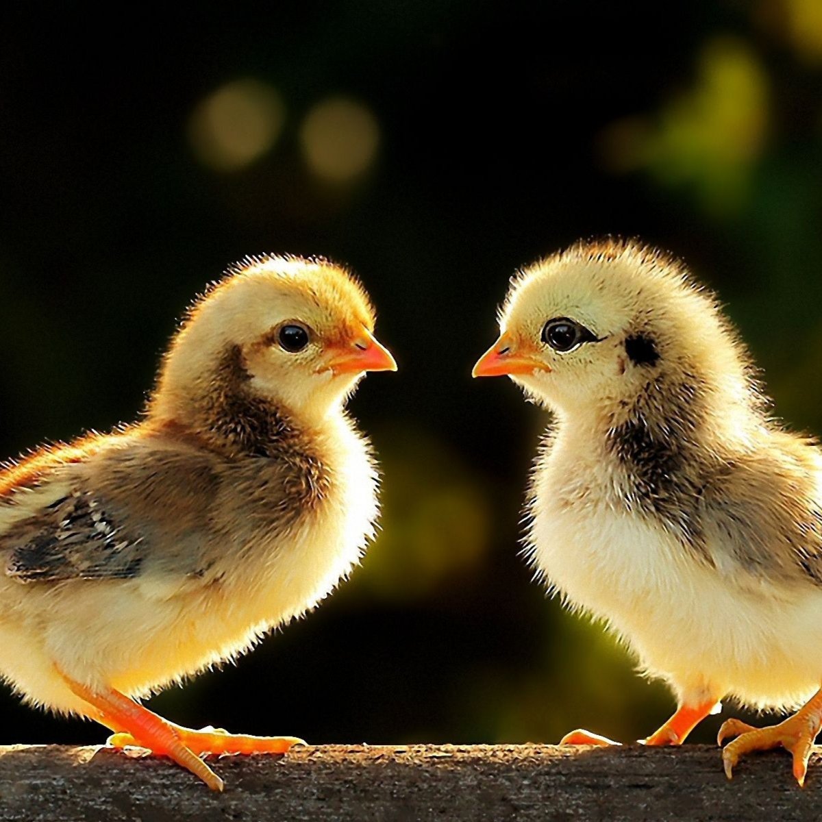 Маленькие цыплята