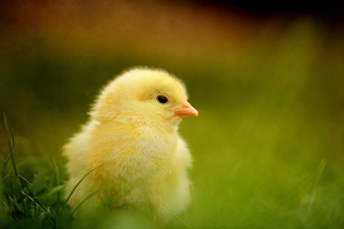 Милые цыплята