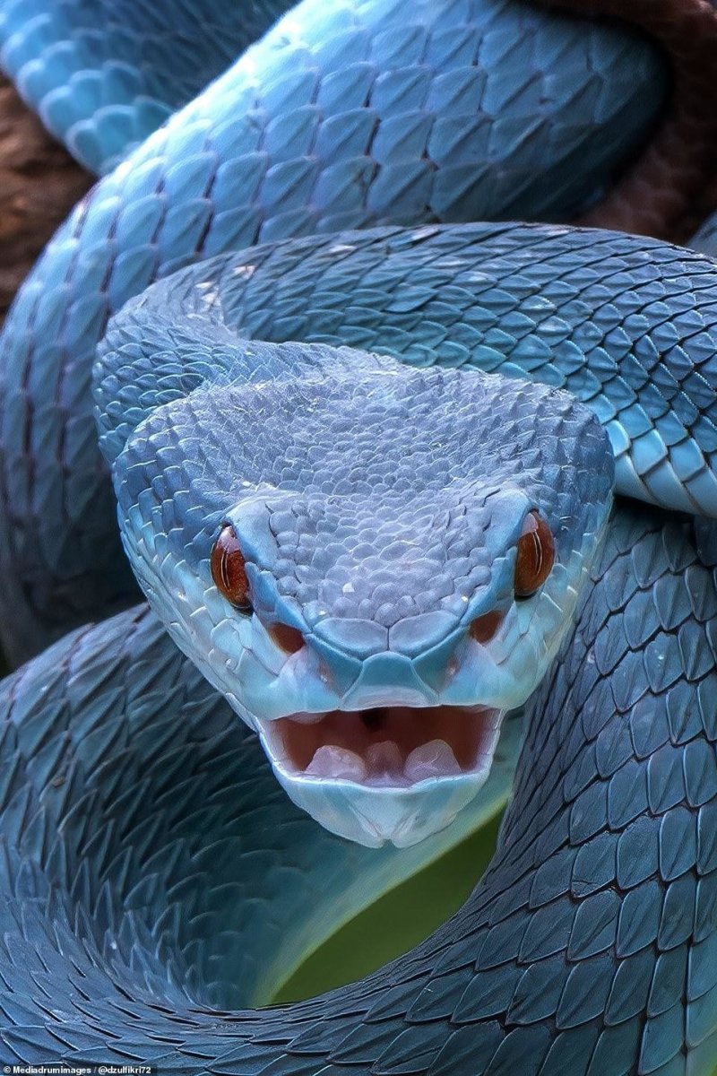 Trimeresurus insularis