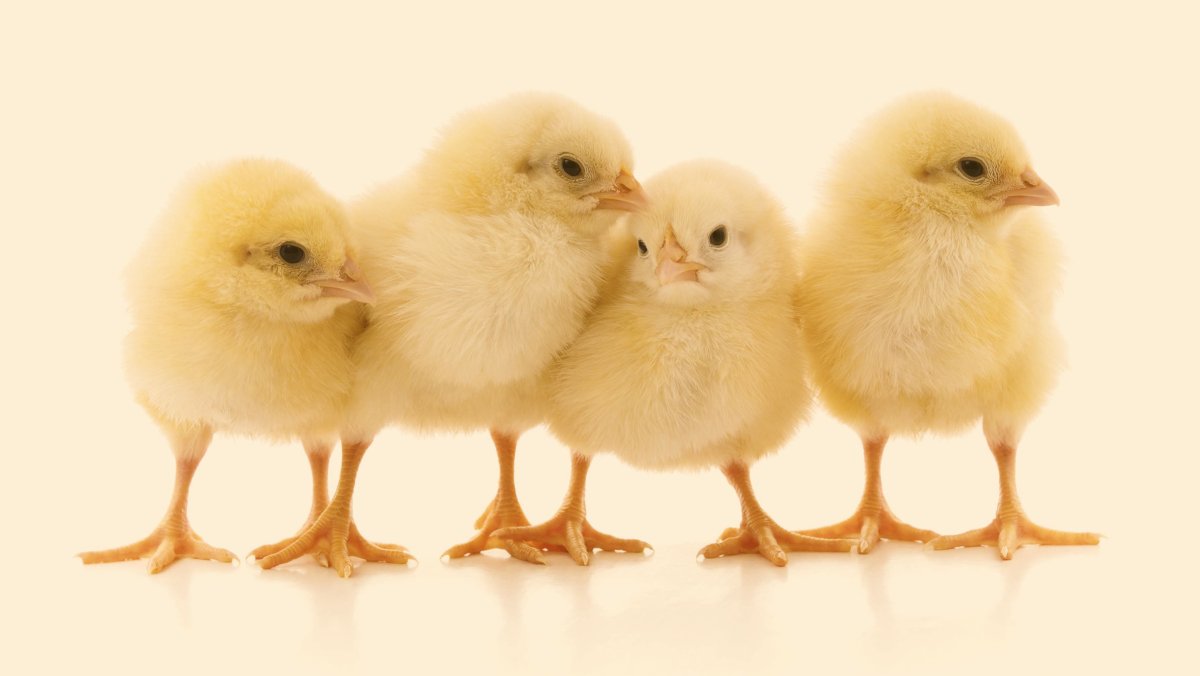 4 Chicks на белом фоне