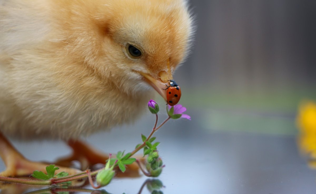 Пушистый цыпленок