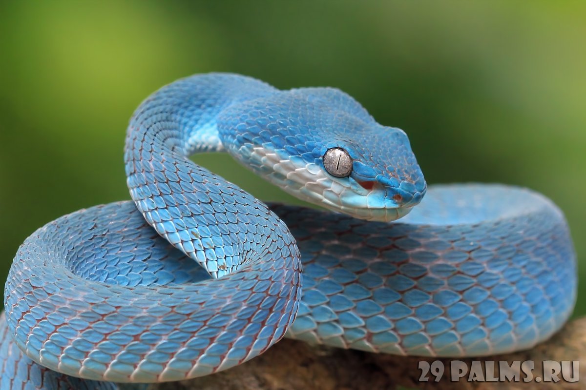 Белогубая куфия с человеком