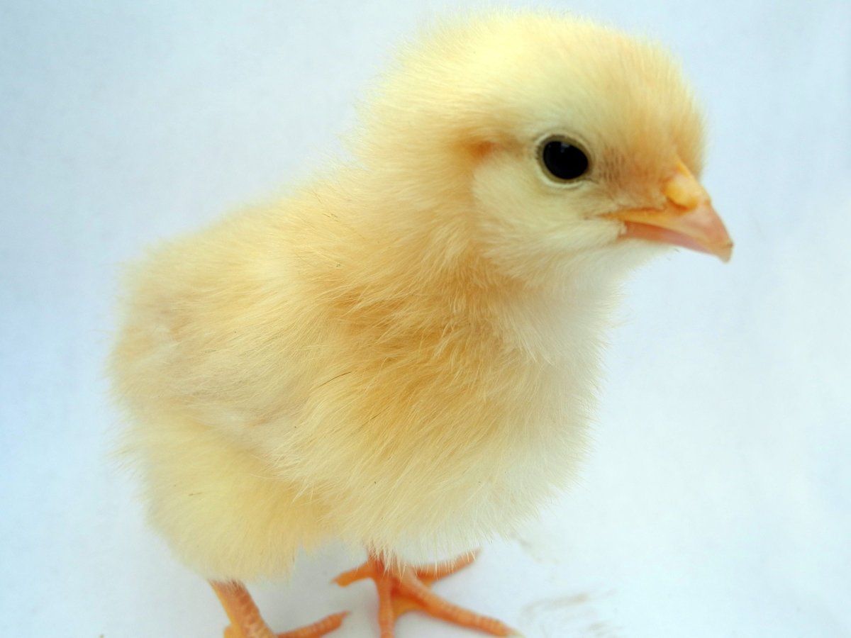 Цыплячий желтый цвет