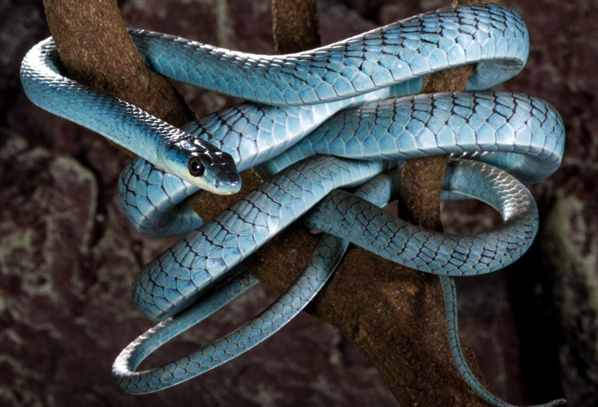 Голубая куфия змея