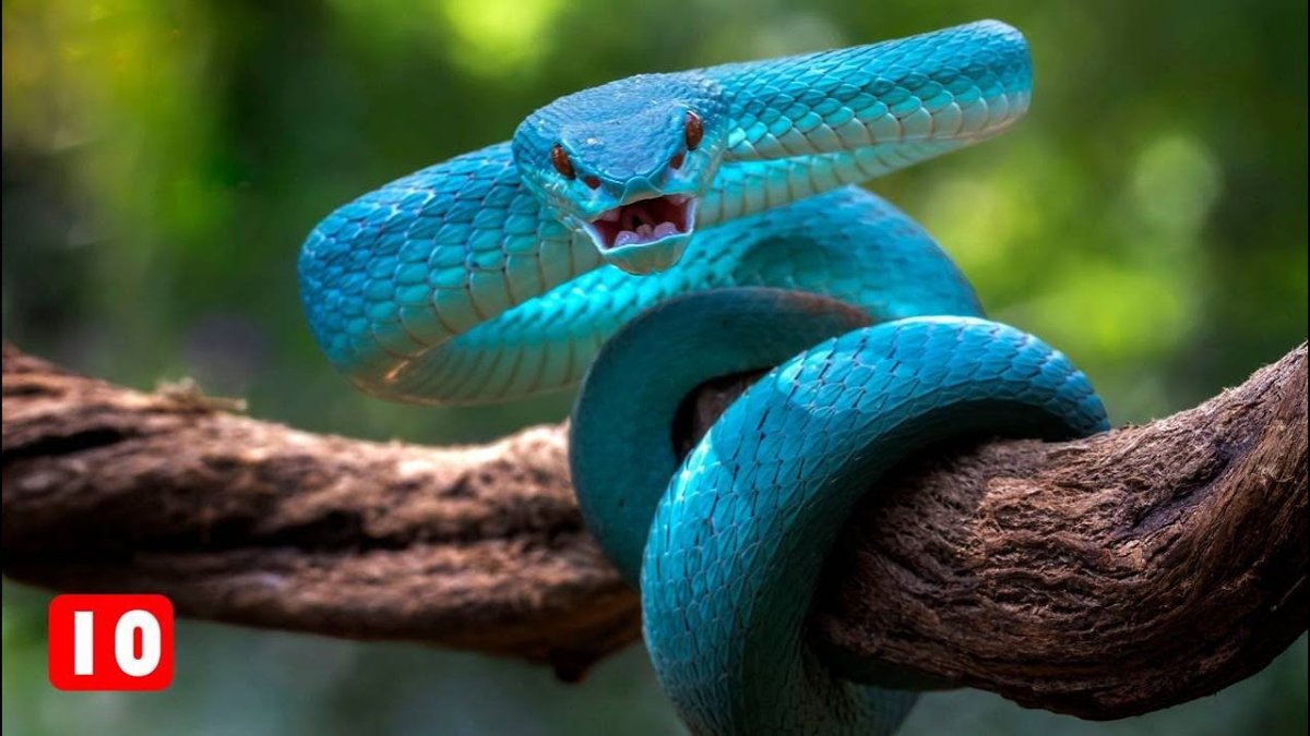 Голубая куфия змея