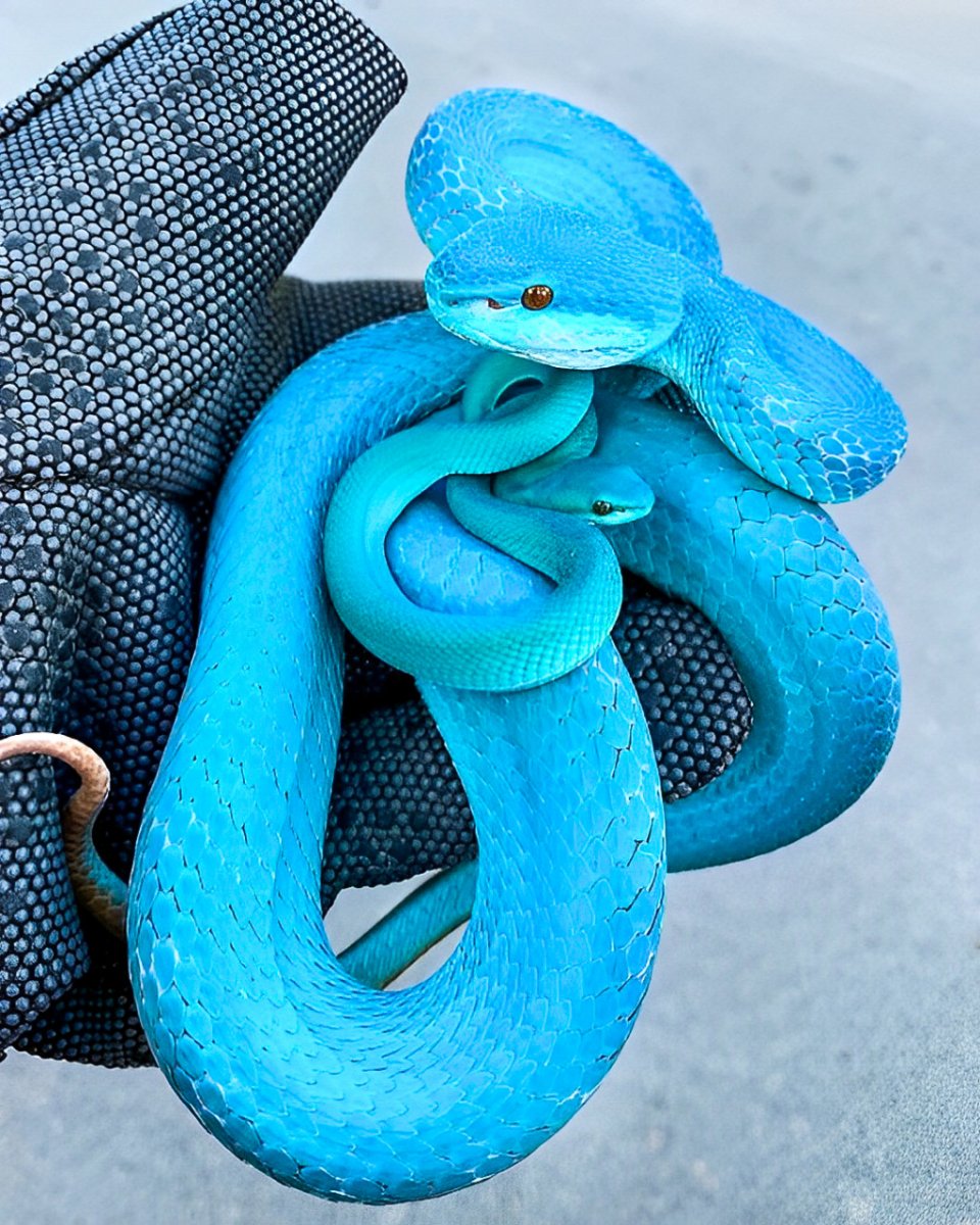 Голубая комодская куфия змея
