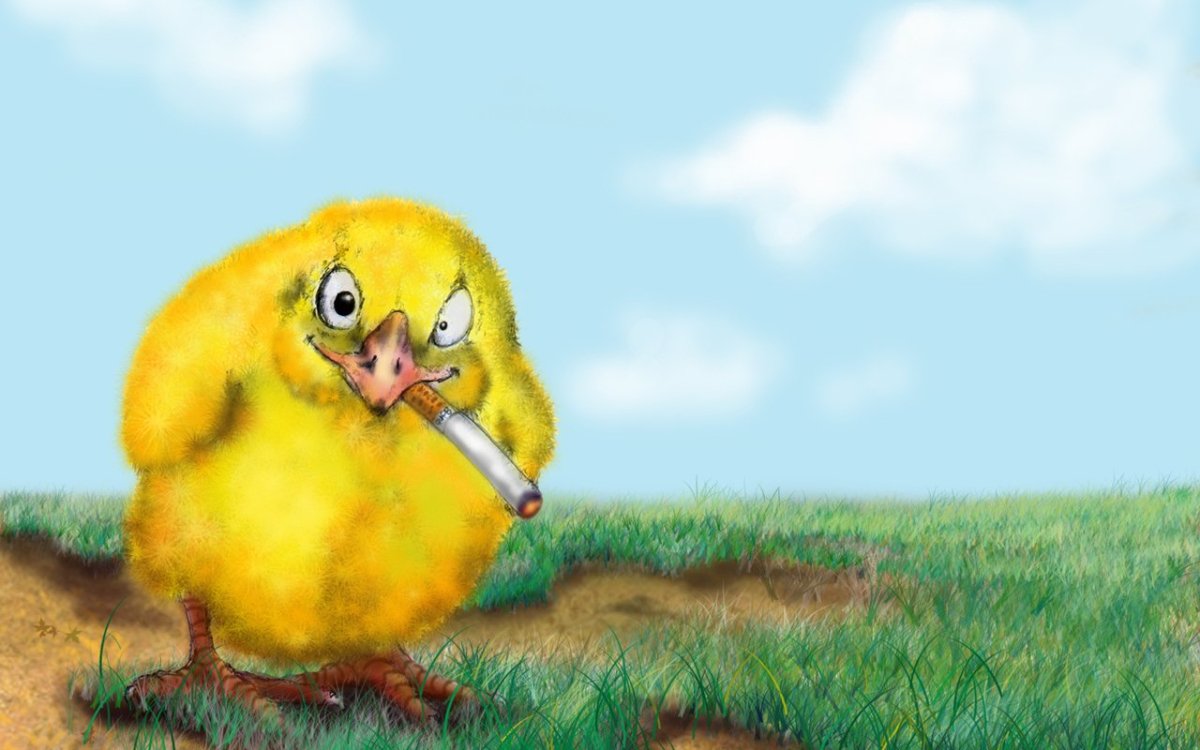 Цыпленок стикер