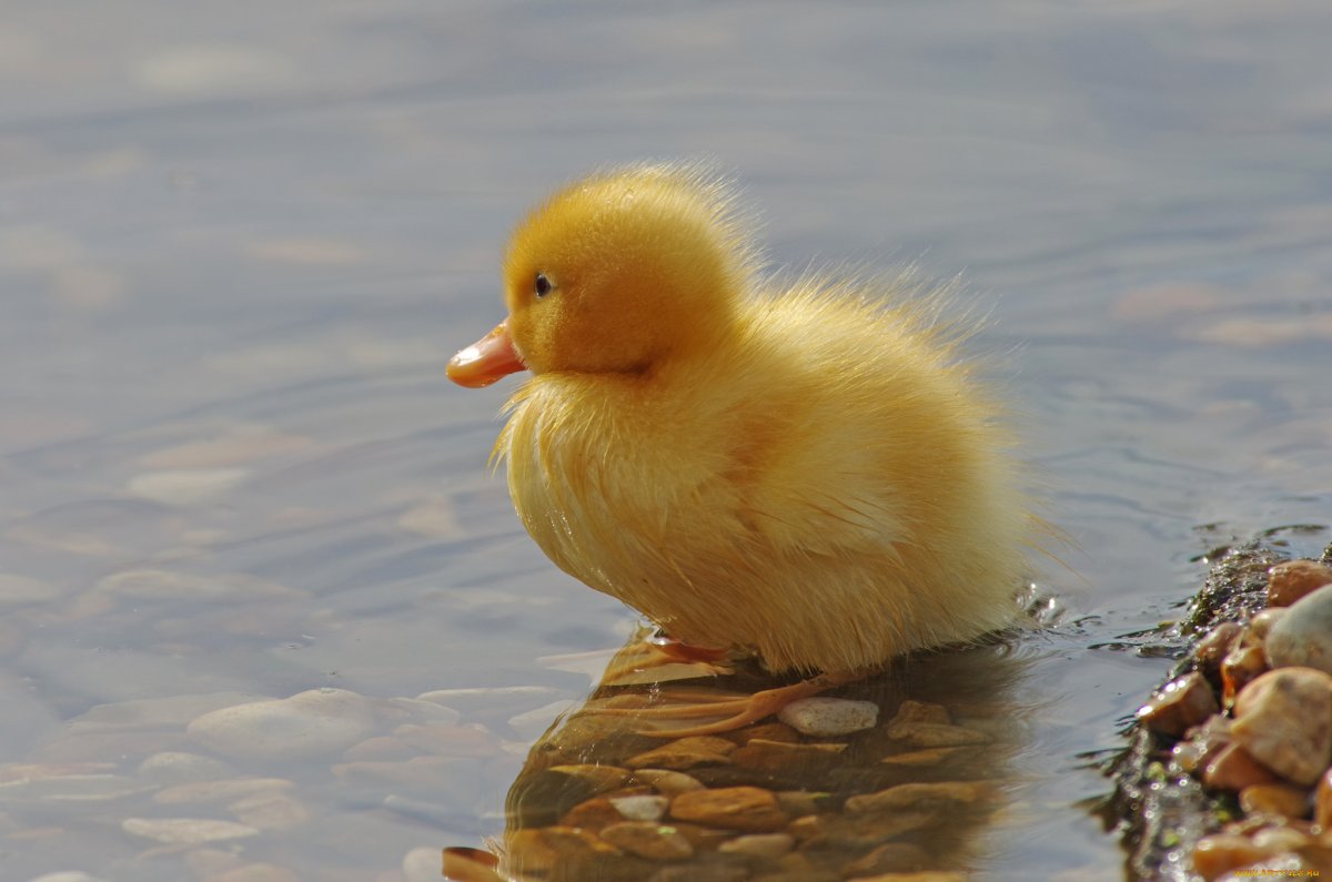 Желтый утенок