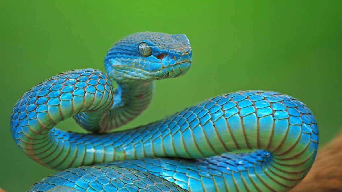 Обои змея голубая
