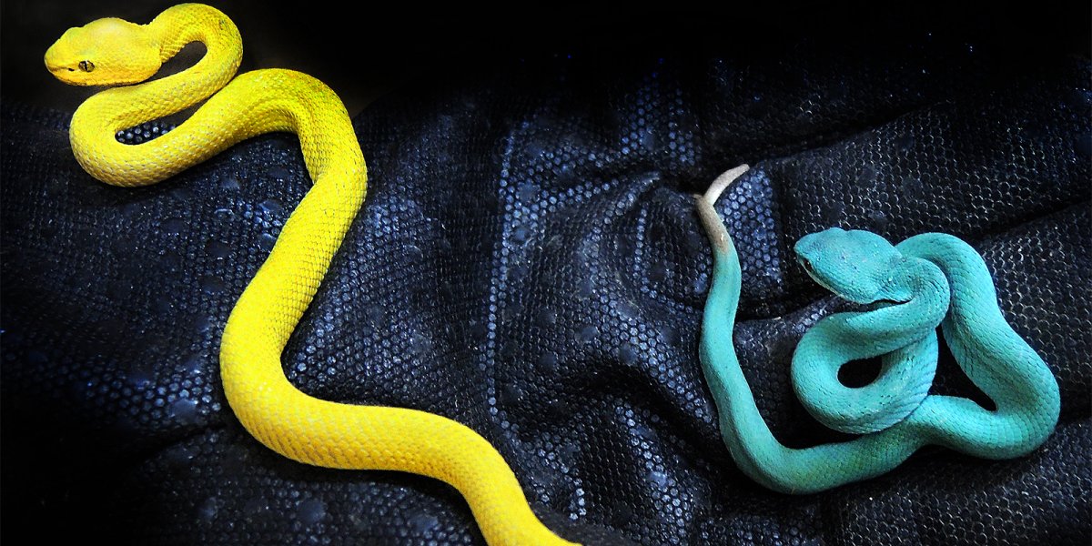 Ядовитая змея Тайпан голубая