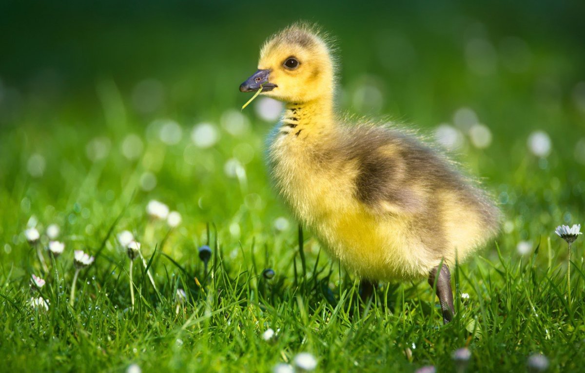 Птенец гуся