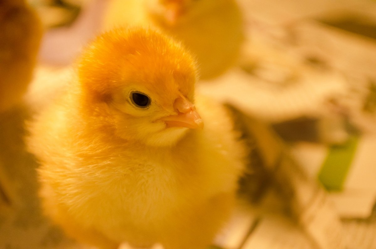 Цыпленок Желтик