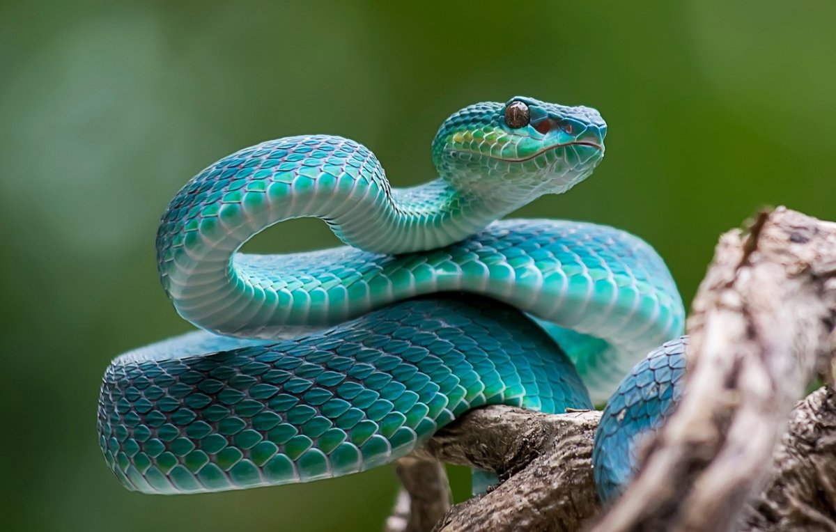 Голубая змея островная куфия Индонезия