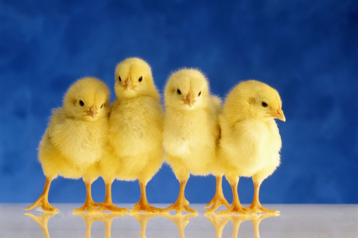 Маленькие цыплята