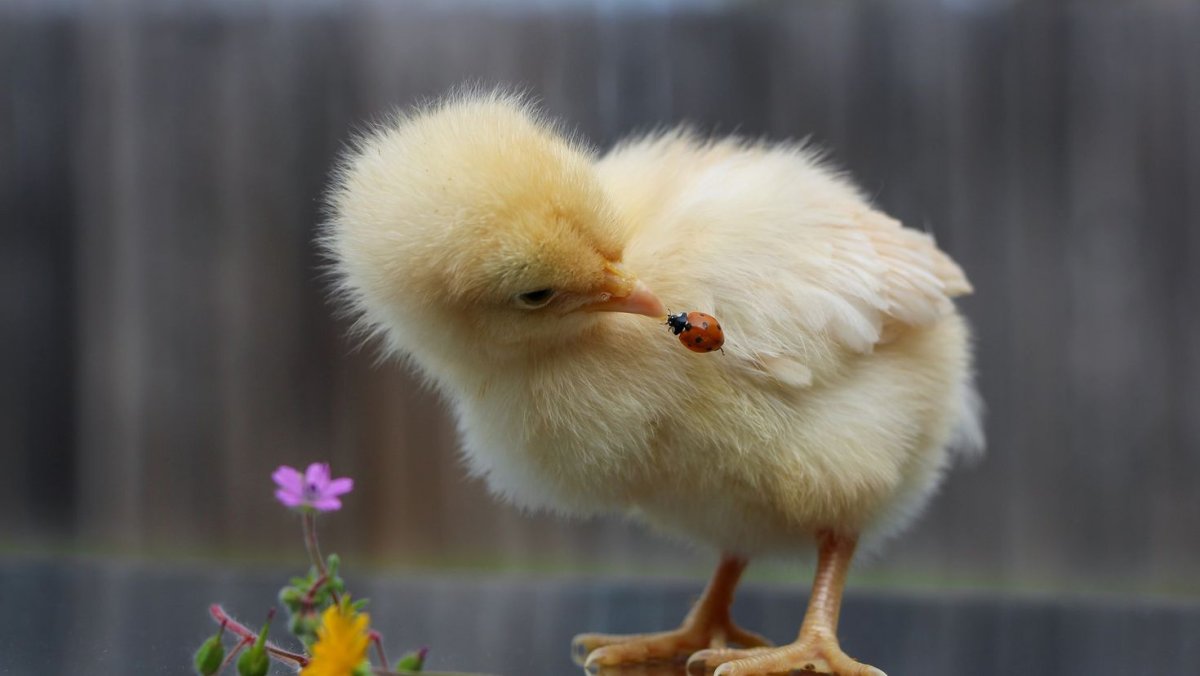 Утенок с цветами