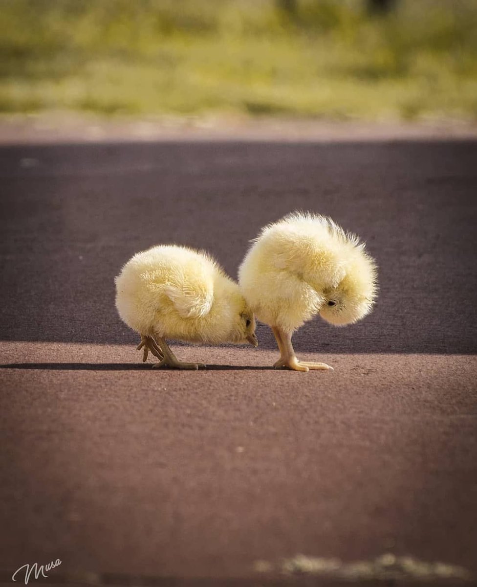 Цыплята фото