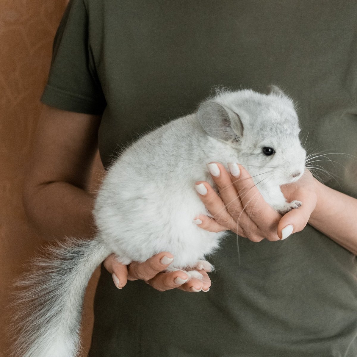 Ангорская шиншилла