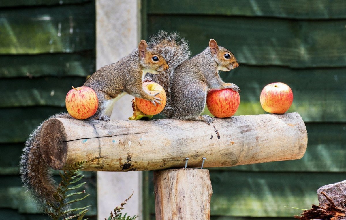 Животные с яблоками
