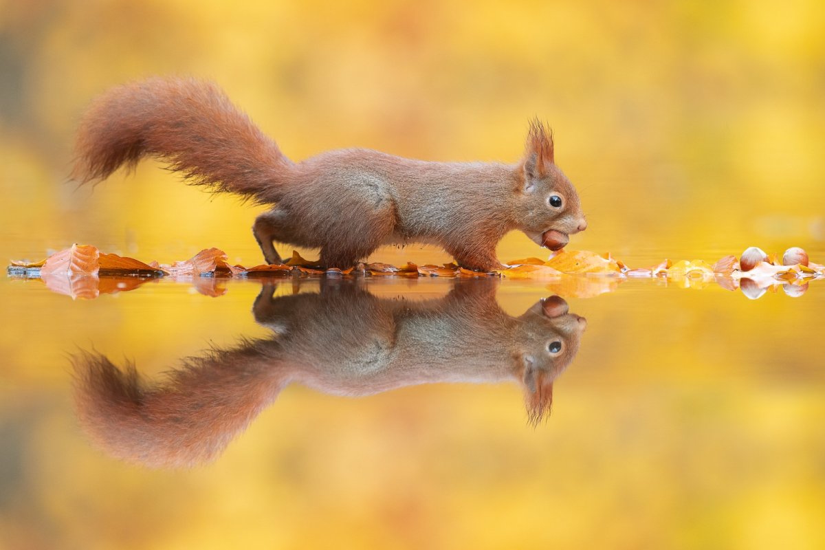 Дик Ван Дуйн белка
