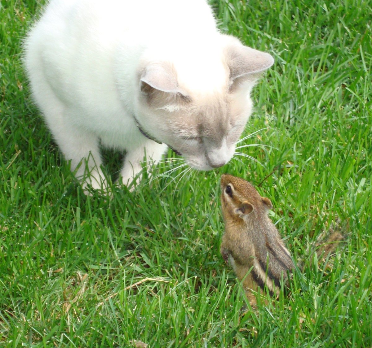 Белочки и свадьба