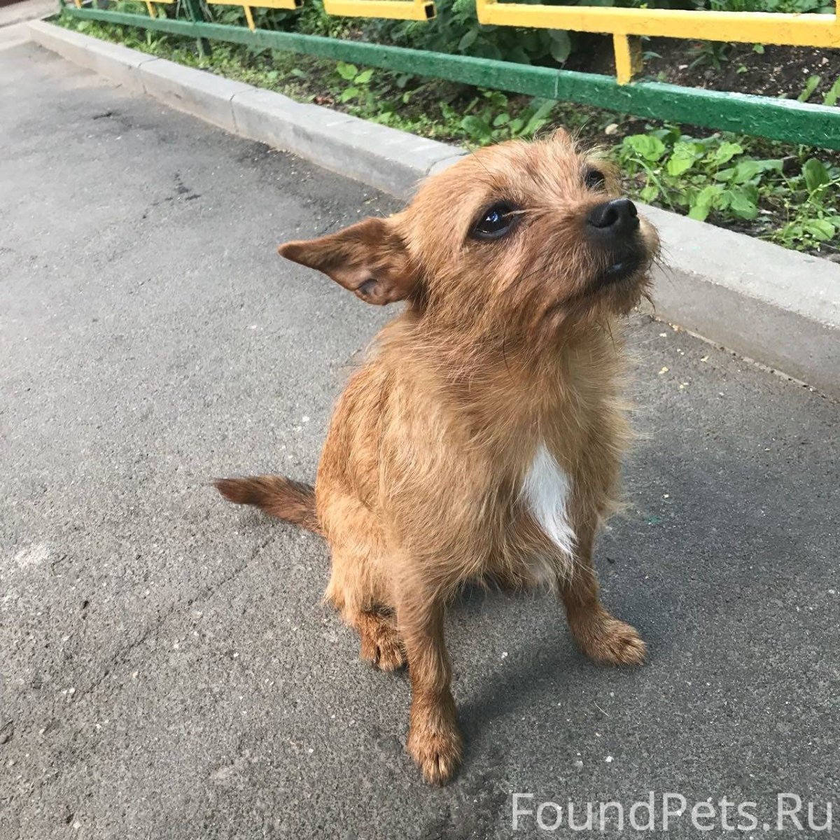 Московский дракон на выставке