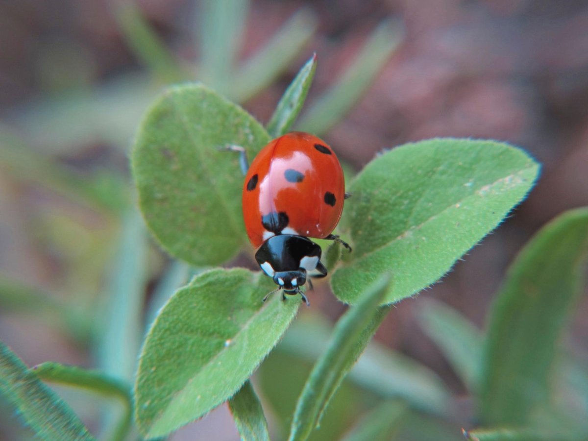 Забайкальские насекомые