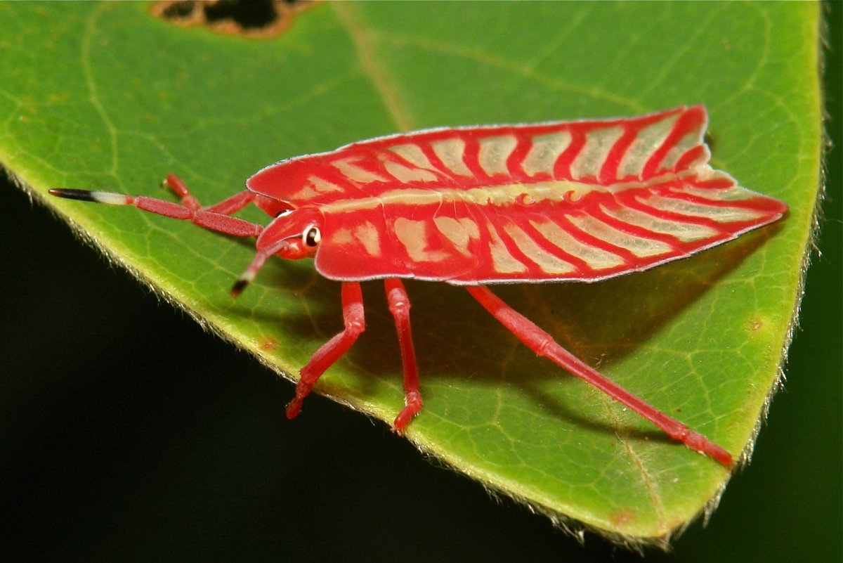 Tessaratoma papillosa