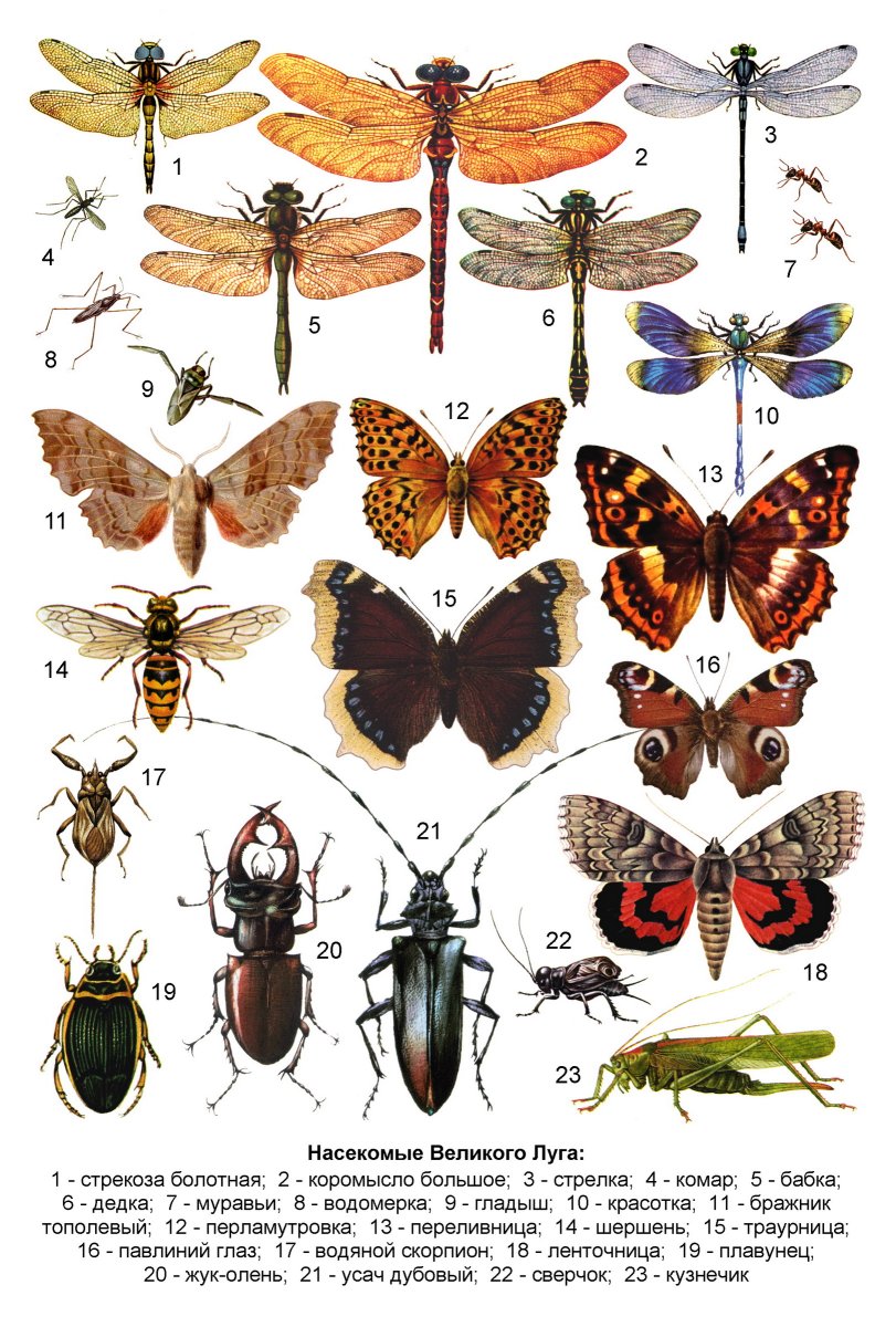 Насекомые Саратовской области