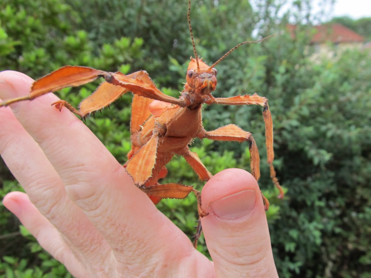 Насекомое из листьев живые
