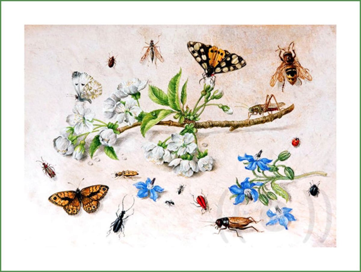 Ян Ван Кессель бабочки