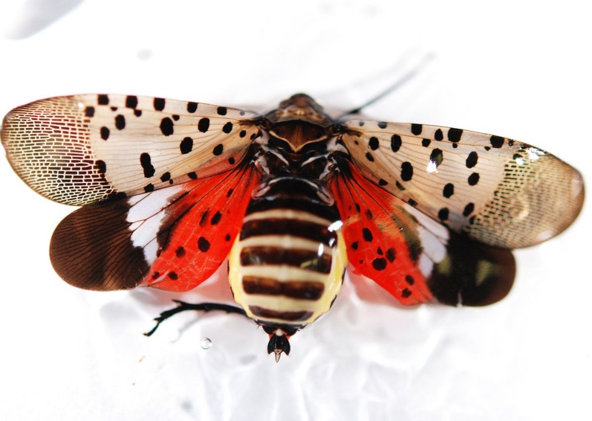 Spotted Lanternfly