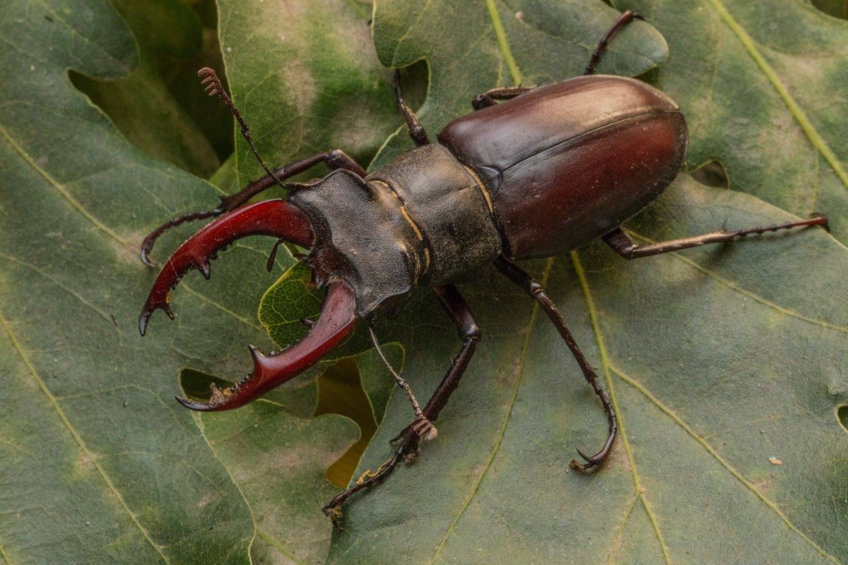 Жук-олень (Lucanus Cervus)