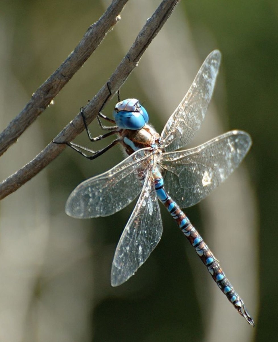 Стрекоза красивая