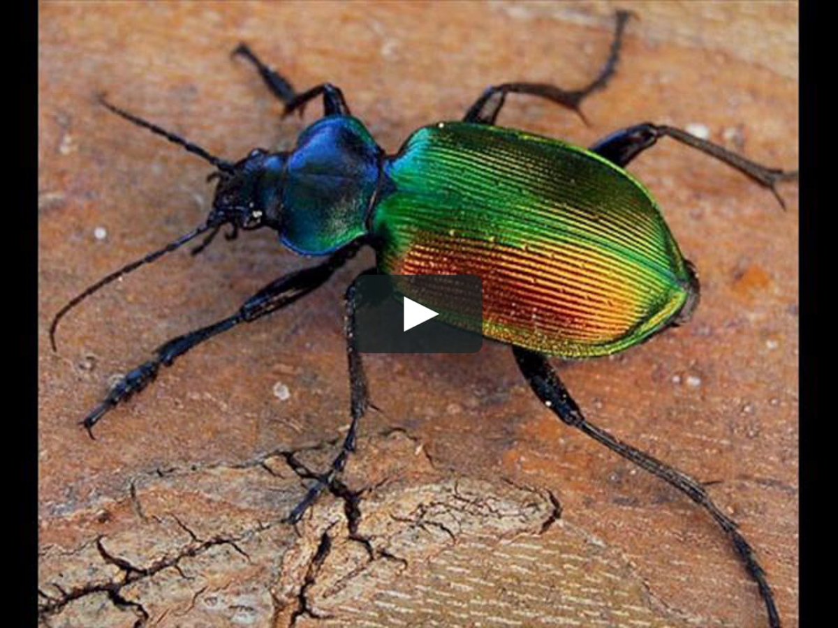 Красотел пахучий