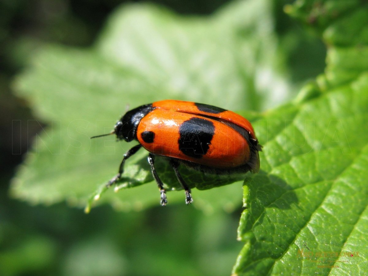 Азиатский Жук клоп