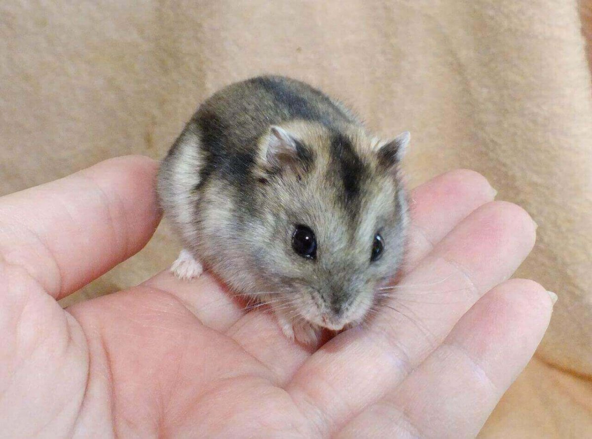 Хомяк джунгарский